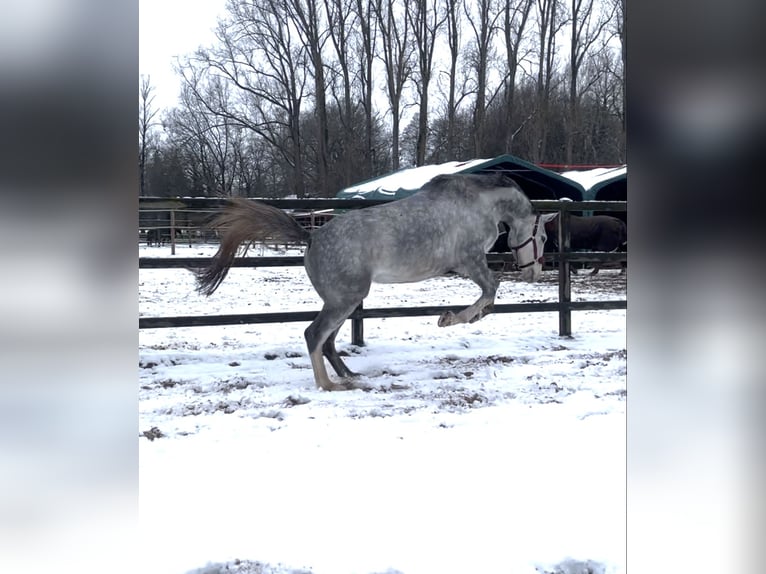 Westphalian Mare 4 years 16,1 hh Grey in Uchte
