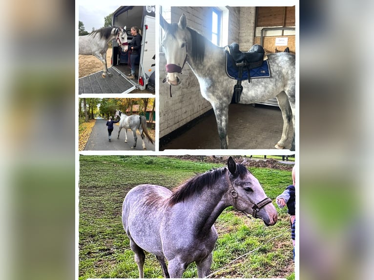 Westphalian Mare 4 years 16,1 hh Grey in Uchte