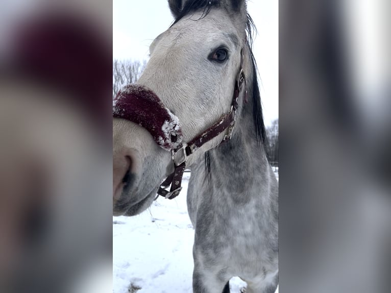 Westphalian Mare 4 years 16,1 hh Grey in Uchte