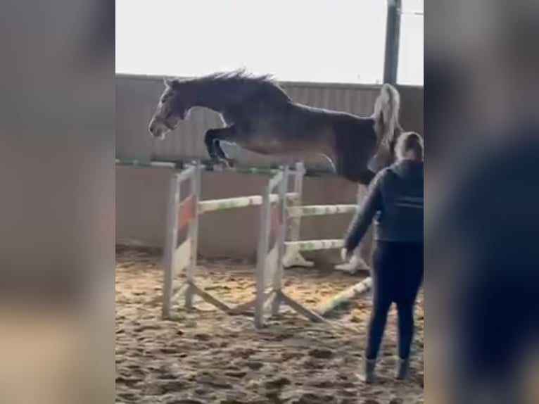 Westphalian Mare 4 years 16,1 hh Grey in Lindlar