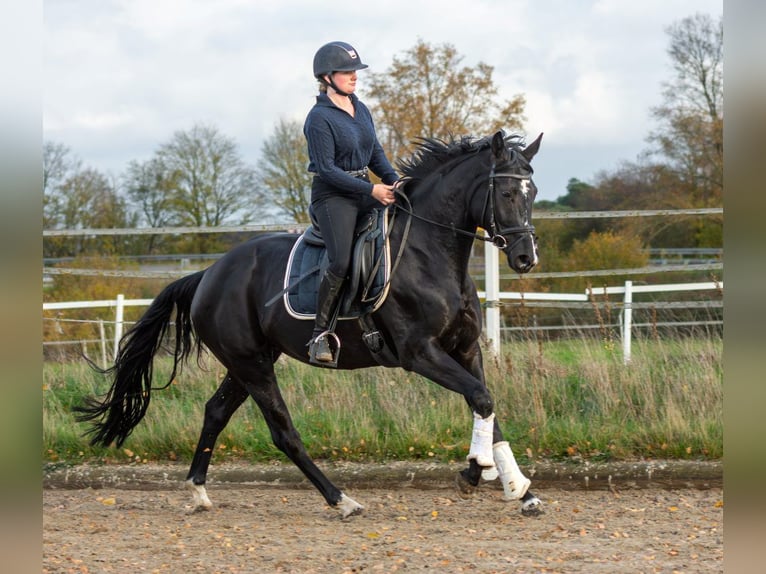 Westphalian Mare 4 years 16,1 hh Smoky-Black in Heiden