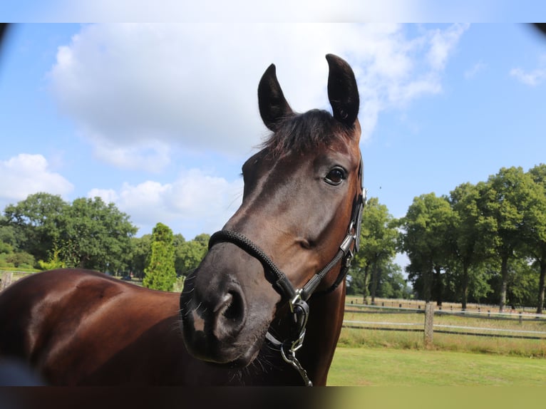 Westphalian Mare 4 years 16,1 hh Smoky-Black in Emsdetten