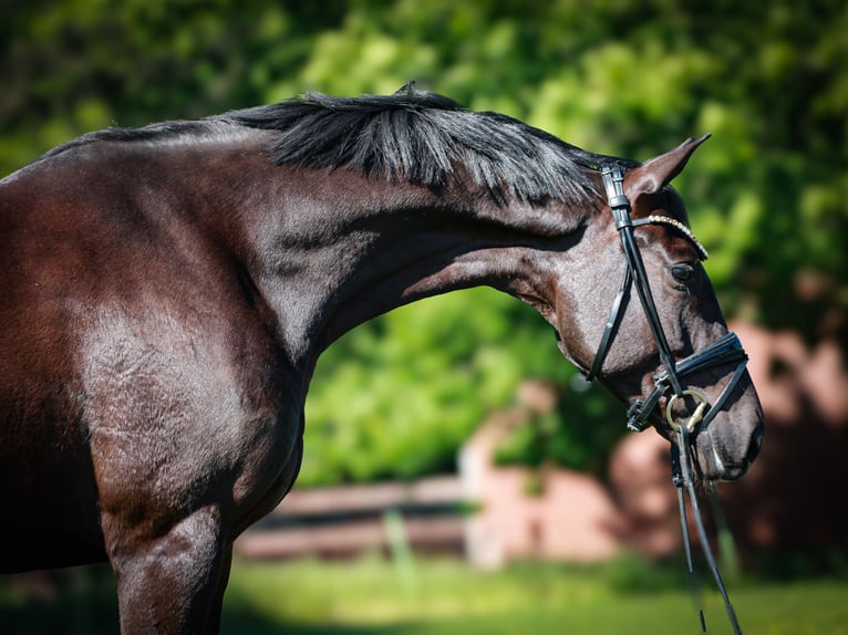 Westphalian Mare 4 years 16,1 hh Smoky-Black in Gescher