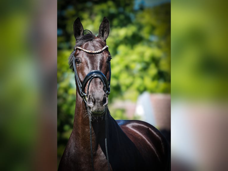 Westphalian Mare 4 years 16,1 hh Smoky-Black in Gescher