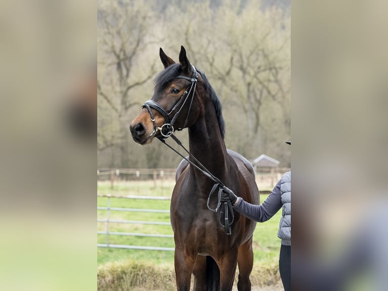 Westphalian Mare 4 years 16,2 hh Bay-Dark in Borchen