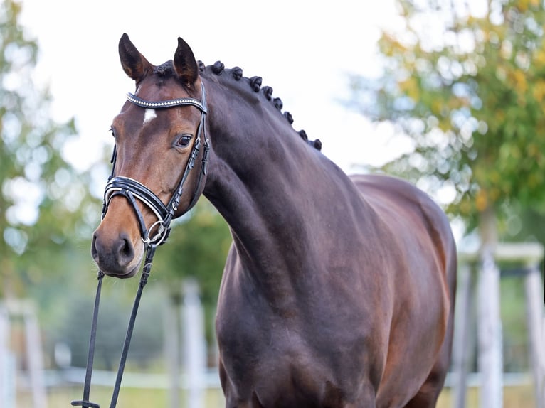 Westphalian Mare 4 years 16,2 hh Bay-Dark in Loewenberger Land, 30 min von Berlin