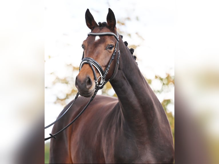 Westphalian Mare 4 years 16,2 hh Bay-Dark in Loewenberger Land, 30 min von Berlin