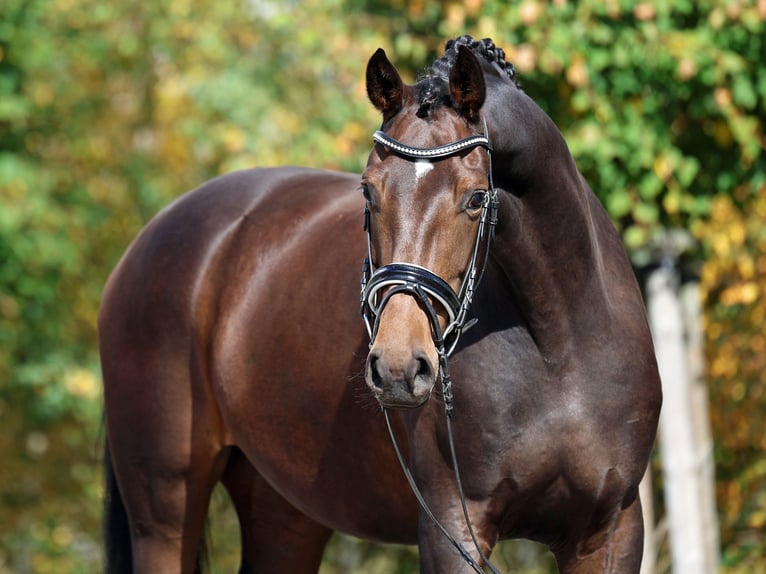 Westphalian Mare 4 years 16,2 hh Bay-Dark in Loewenberger Land, 30 min von Berlin
