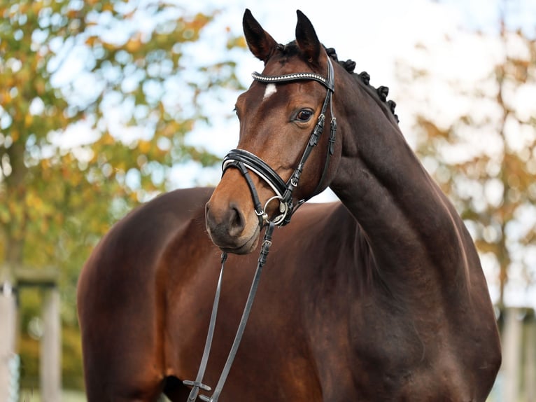 Westphalian Mare 4 years 16,2 hh Bay-Dark in Loewenberger Land, 30 min von Berlin