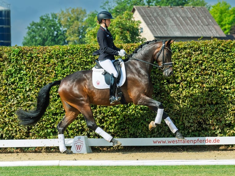 Westphalian Mare 4 years 16,2 hh Bay-Dark in M&#xFC;nster-Handorf