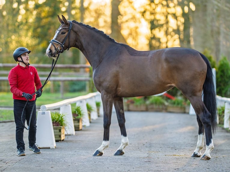 Westphalian Mare 4 years 16,2 hh Bay-Dark in Münster-Handorf