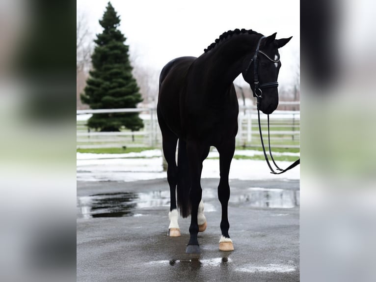 Westphalian Mare 4 years 16,2 hh Black in Csabacsűd