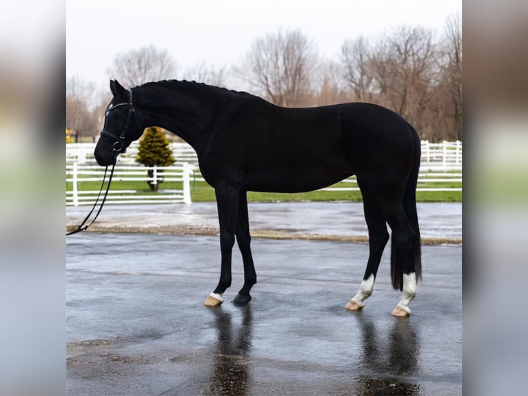 Westphalian Mare 4 years 16,2 hh Black in Csabacsűd