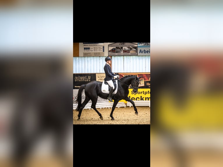 Westphalian Mare 4 years 16,2 hh Black in Wettringen