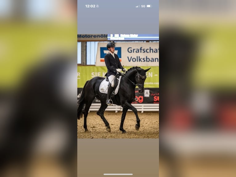 Westphalian Mare 4 years 16,2 hh Black in Wettringen