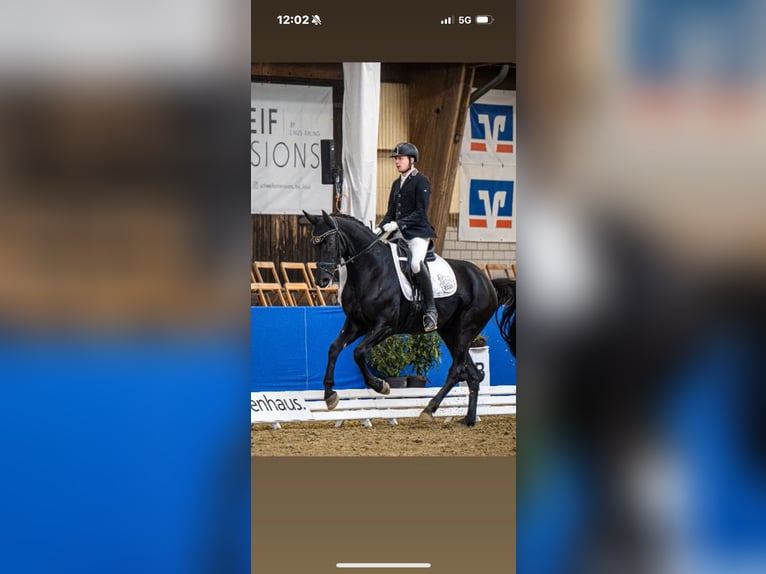Westphalian Mare 4 years 16,2 hh Black in Wettringen