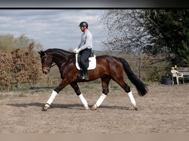 Westphalian Mare 4 years 16,2 hh Brown in Dortmund