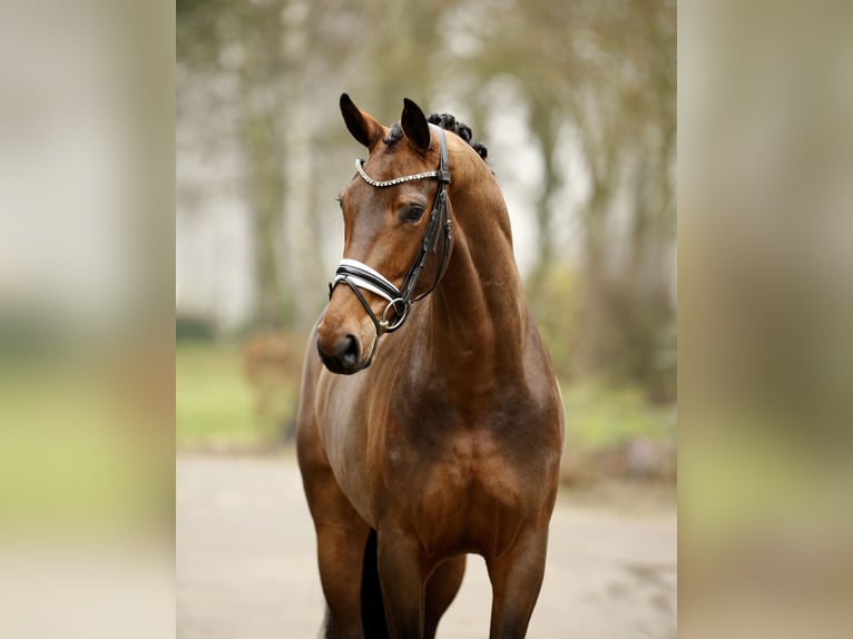 Westphalian Mare 4 years 16,2 hh Brown in Greven