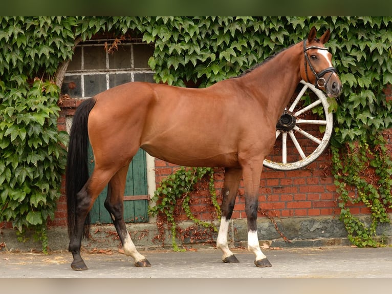 Westphalian Mare 4 years 16,2 hh Brown in Rheda-Wiedenbrück Westphalian Mare 4 years 16,2 hh Brown in Rheda-Wiedenbrück
