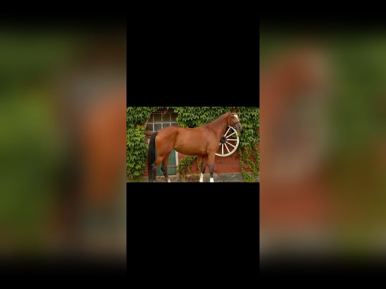 Westphalian Mare 4 years 16,2 hh Brown in Rheda-Wiedenbr&#xFC;ck