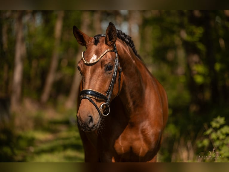 Westphalian Mare 4 years 16,2 hh Brown in Wehringen