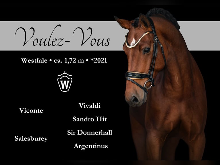 Westphalian Mare 4 years 16,2 hh Brown in Wehringen