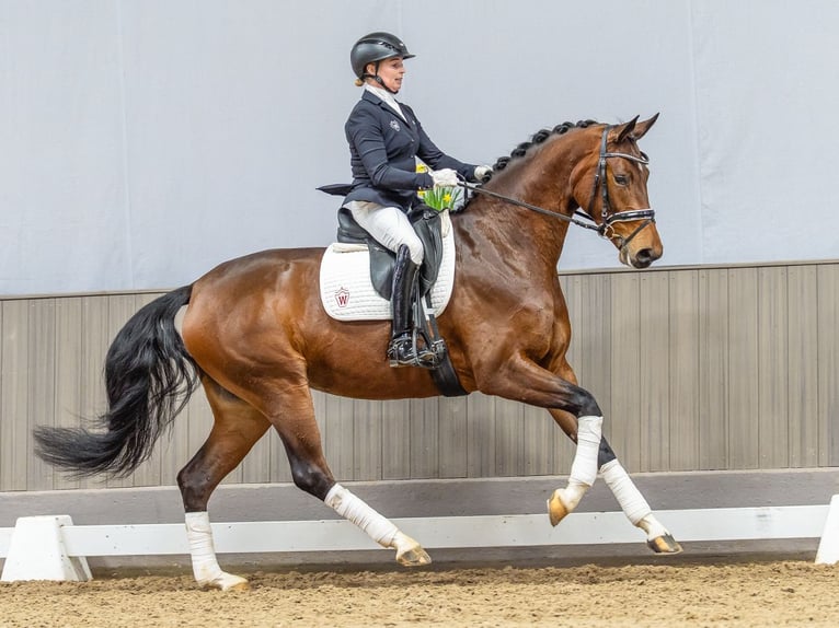 Westphalian Mare 4 years 16,2 hh Brown in Münster-Handorf