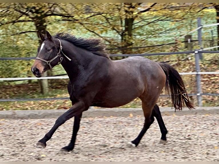 Westphalian Mare 4 years 16,2 hh Brown in Vlotho