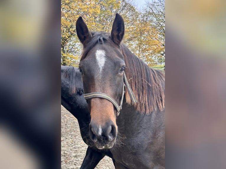 Westphalian Mare 4 years 16,2 hh Brown in Vlotho