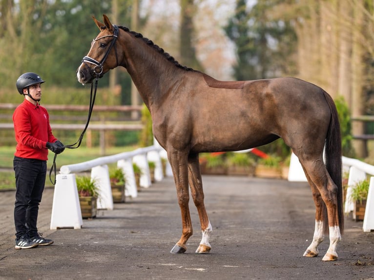 Westphalian Mare 4 years 16,2 hh Chestnut in Münster-Handorf