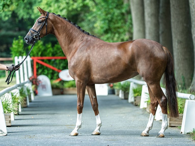 Westphalian Mare 4 years 16,2 hh Chestnut in M&#xFC;nster