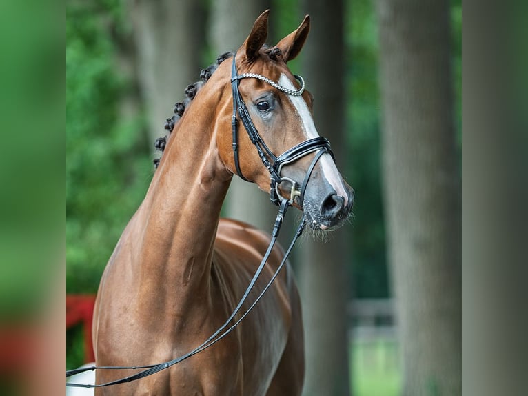 Westphalian Mare 4 years 16,2 hh Chestnut in M&#xFC;nster