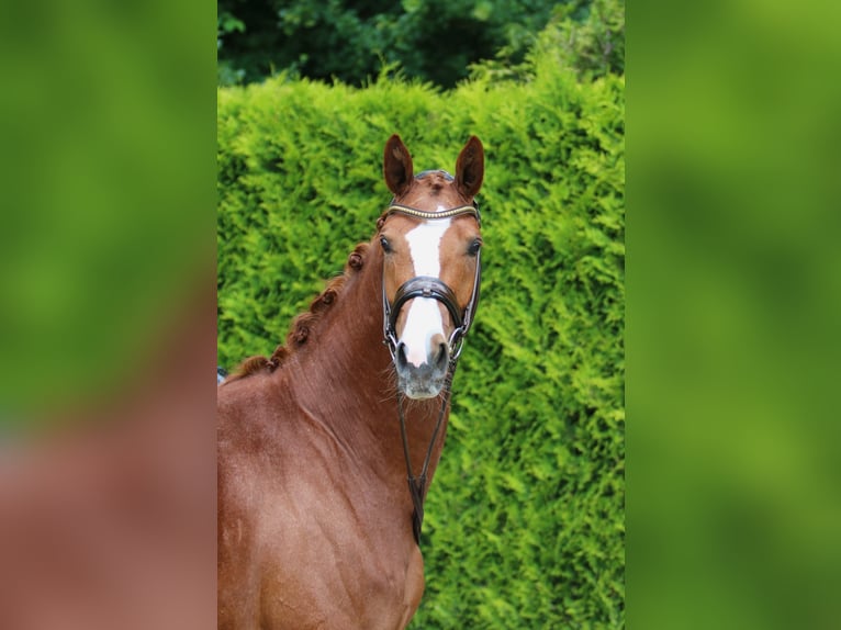 Westphalian Mare 4 years 16,2 hh Chestnut-Red in B&#xF6;nen