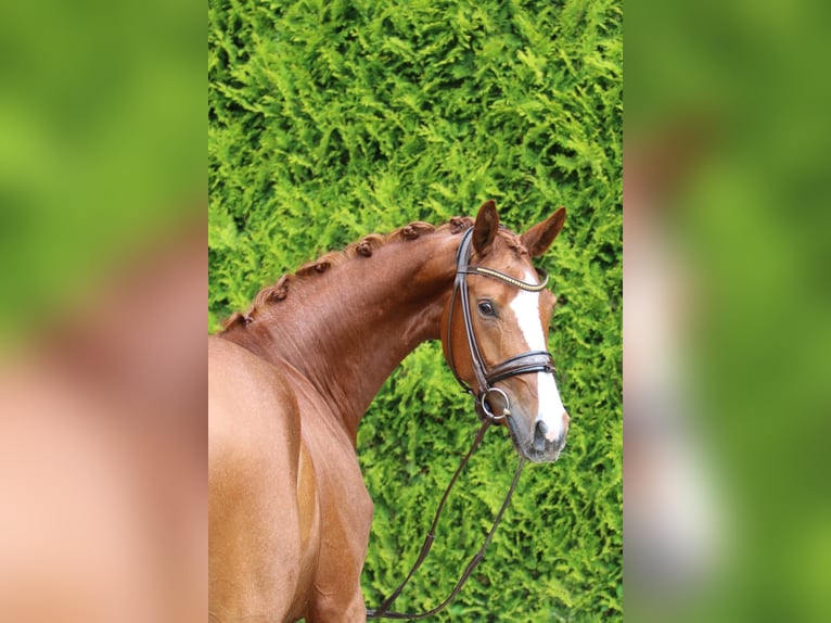 Westphalian Mare 4 years 16,2 hh Chestnut-Red in B&#xF6;nen
