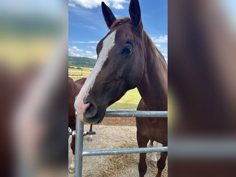 Westphalian Mare 4 years 16,2 hh Chestnut-Red in H&#xF6;xter