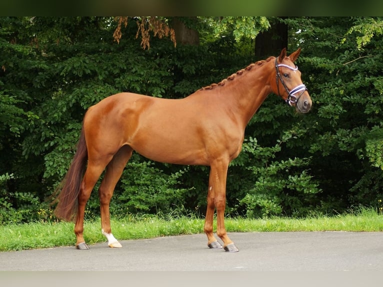 Westphalian Mare 4 years 16,2 hh Chestnut-Red in Gleichen
