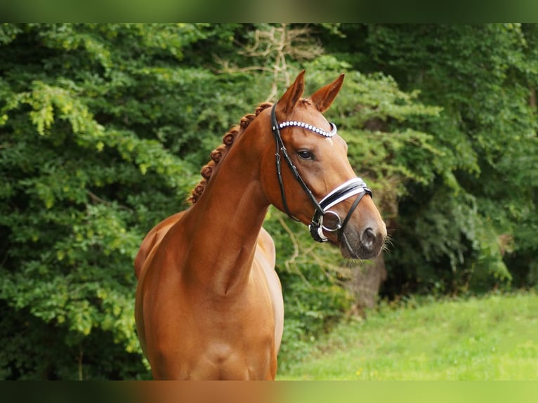 Westphalian Mare 4 years 16,2 hh Chestnut-Red in Gleichen