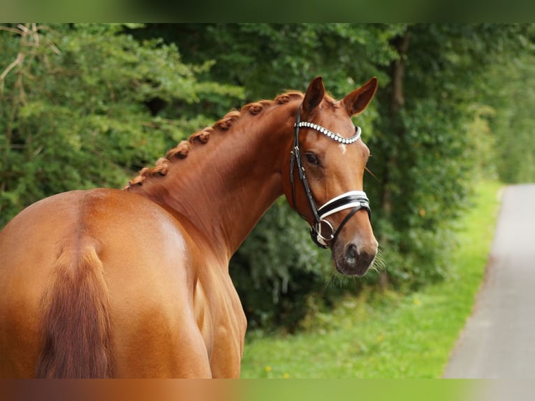 Westphalian Mare 4 years 16,2 hh Chestnut-Red in Gleichen