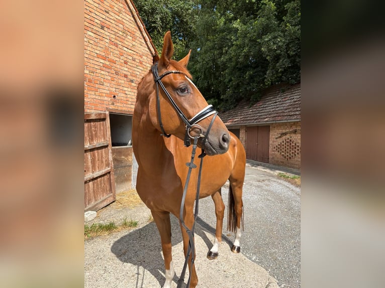 Westphalian Mare 4 years 16,2 hh in Delbr&#xFC;ck
