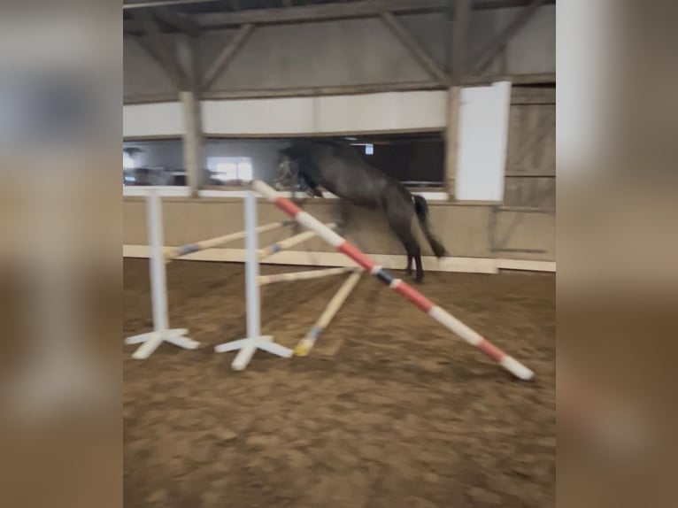 Westphalian Mare 4 years 16,2 hh Grey-Dapple in Wagenfeld