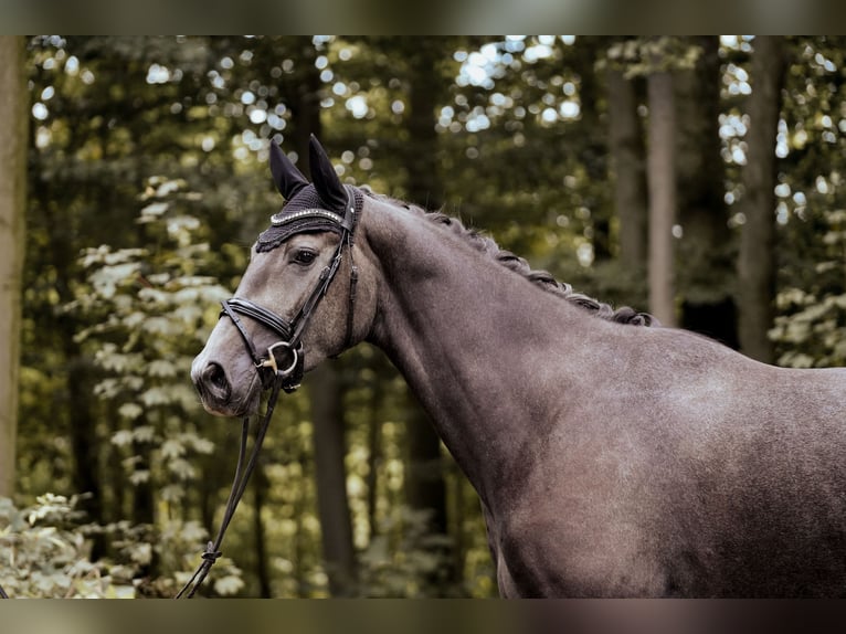 Westphalian Mare 4 years 16,2 hh Grey-Dark-Tan in Osnabrück