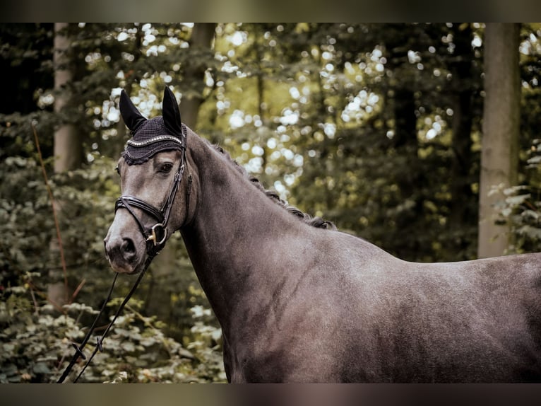 Westphalian Mare 4 years 16,2 hh Grey-Dark-Tan in Osnabrück