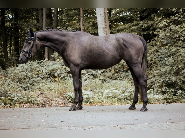 Westphalian Mare 4 years 16,2 hh Grey-Dark-Tan in Osnabrück