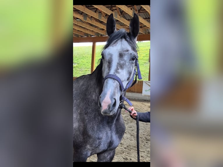 Westphalian Mare 4 years 16,2 hh Grey in Gschwendt