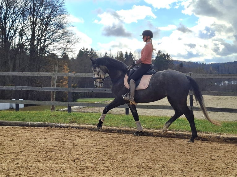 Westphalian Mare 4 years 16,2 hh Grey in Kumberg