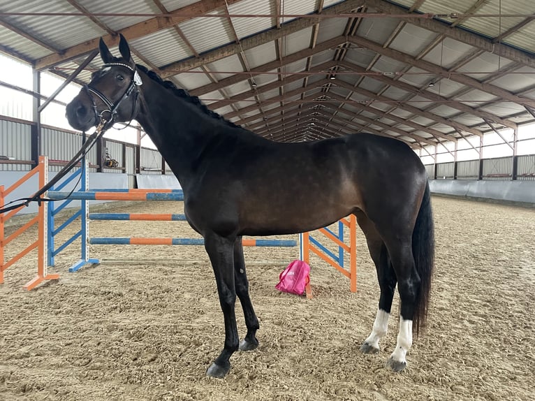 Westphalian Mare 4 years 16,3 hh Bay-Dark in Neu Wulmstorf