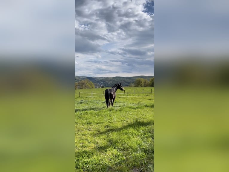 Westphalian Mare 4 years 16,3 hh Bay-Dark in Neu Wulmstorf