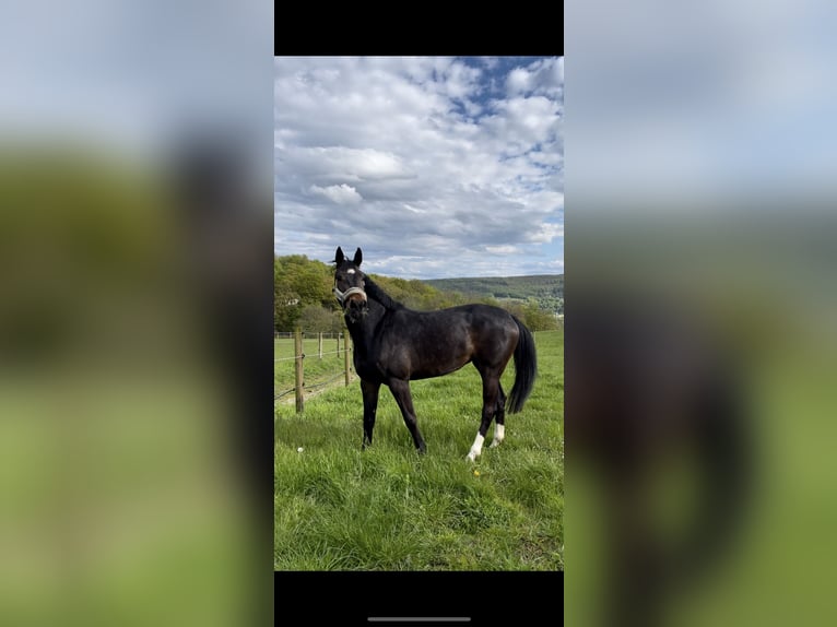 Westphalian Mare 4 years 16,3 hh Bay-Dark in Neu Wulmstorf