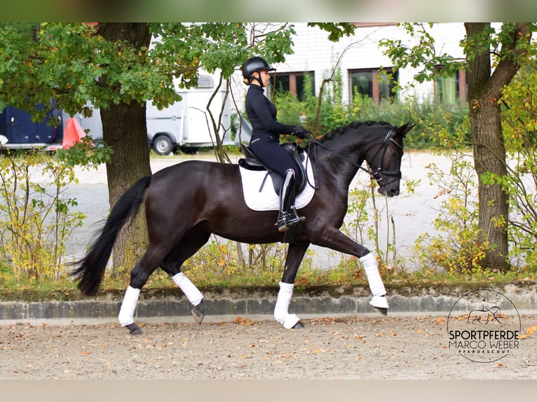 Westphalian Mare 4 years 16,3 hh Black in Wallenhorst