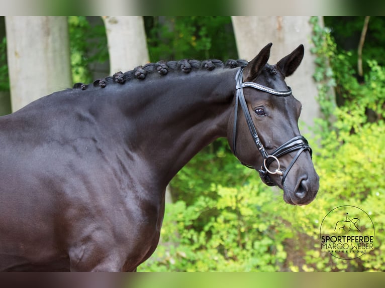 Westphalian Mare 4 years 16,3 hh Black in Wallenhorst